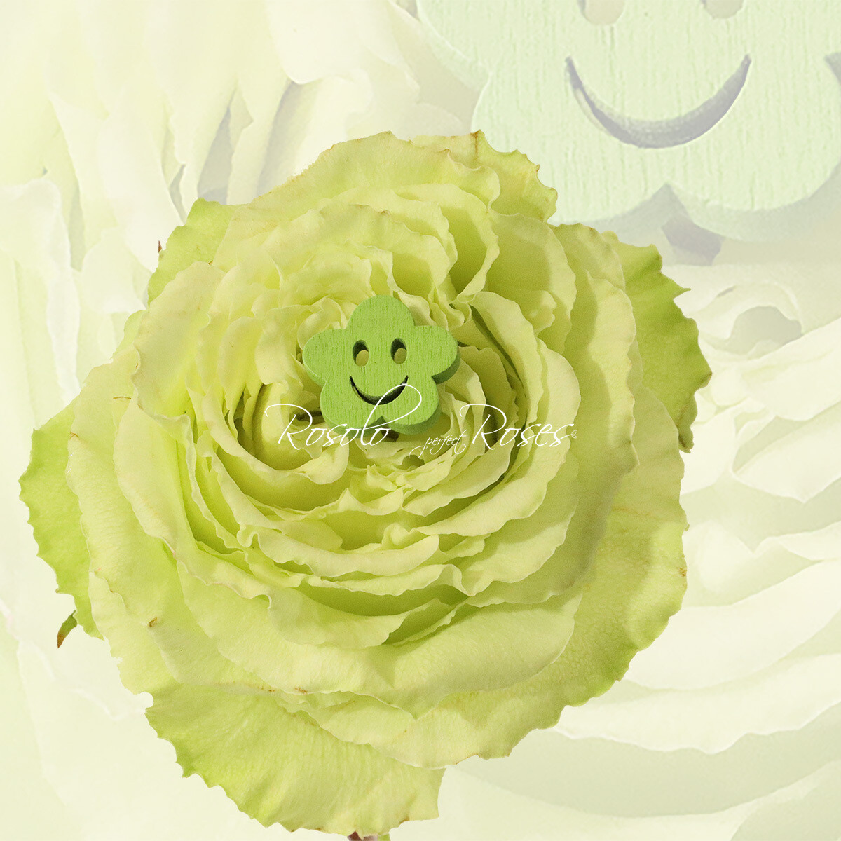 Grande Rose "Lemonade"