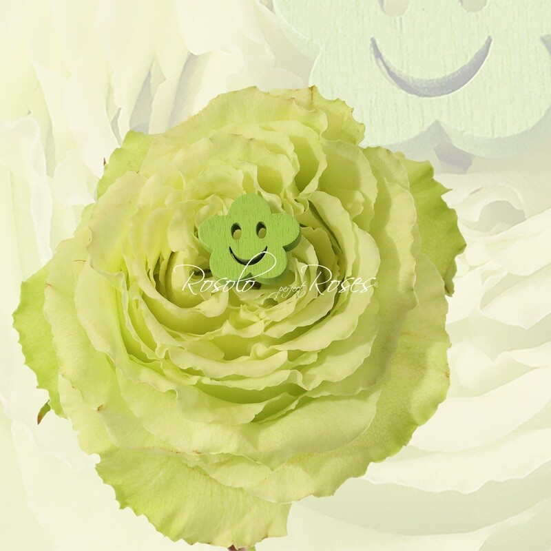 Grande Rose "Lemonade"