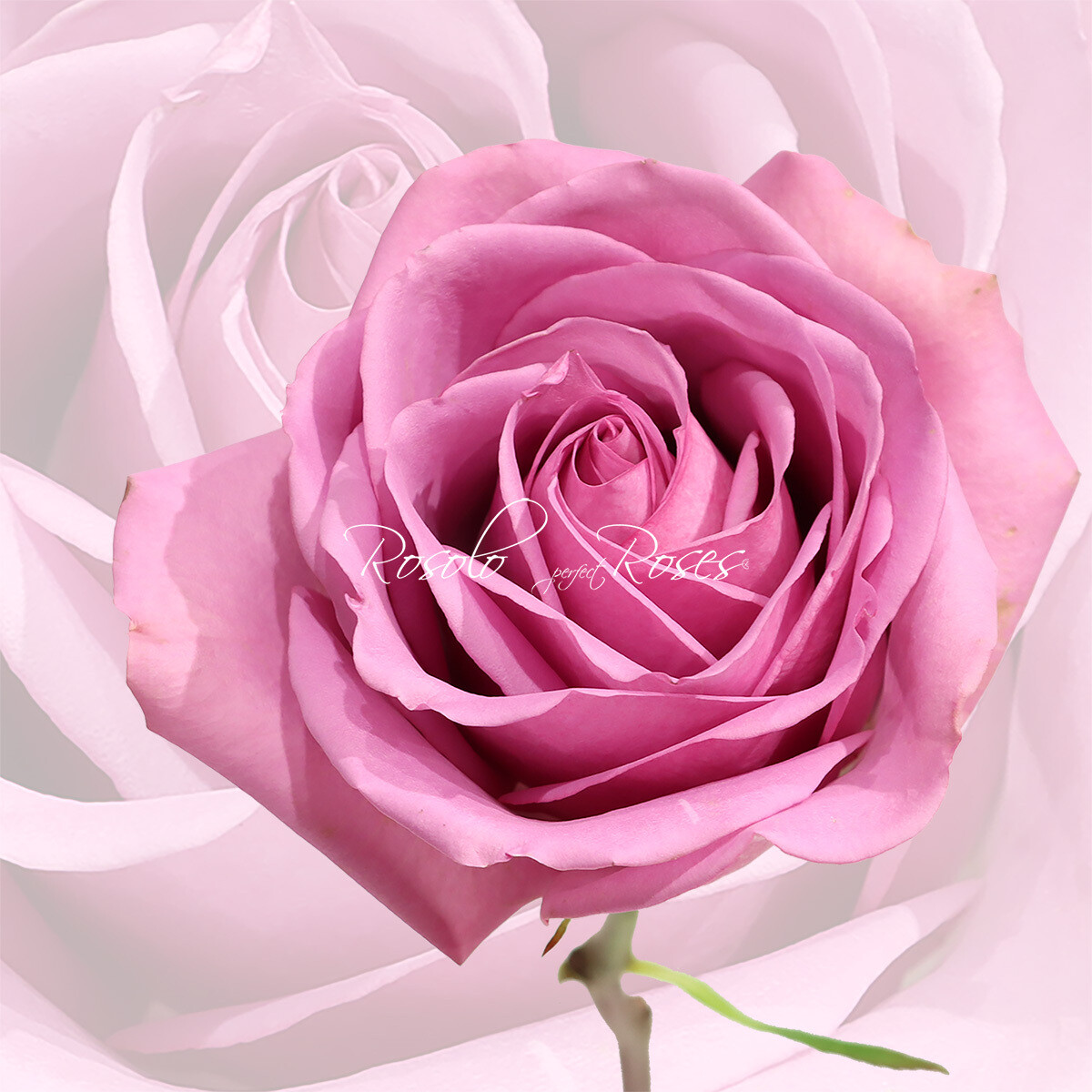 Belle Rose "Coolwater"