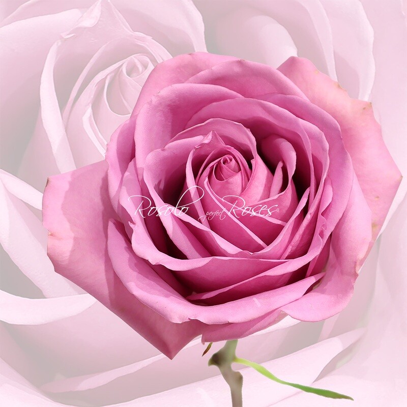 Belle Rose "Coolwater"