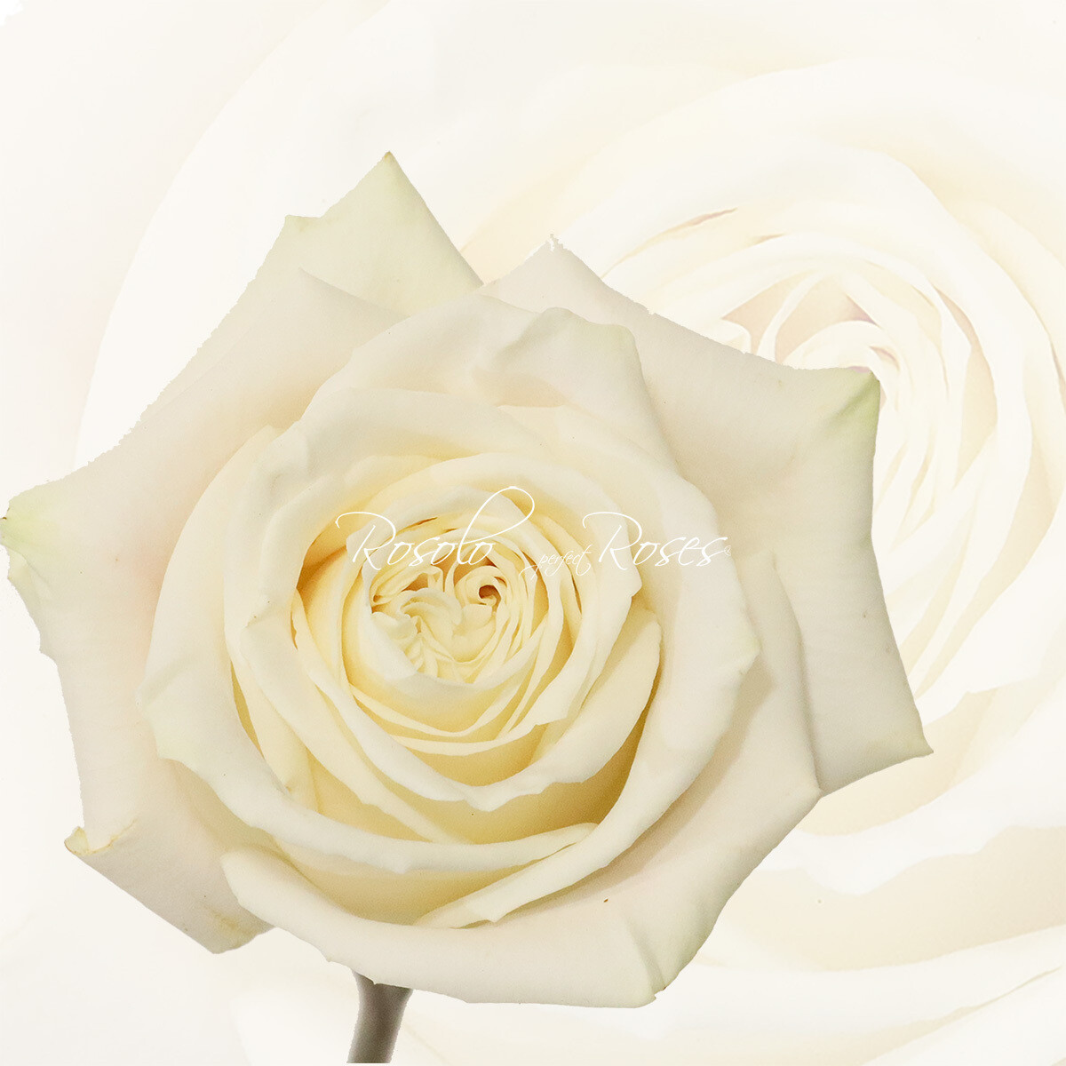 Superbe Rose "Playa Bianca"