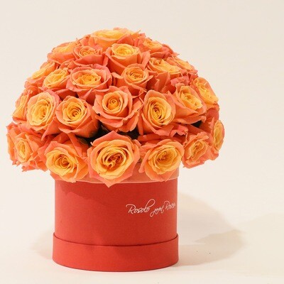 Roses compactes en boîte. Disponibles en plusieurs couleurs et plusieurs tailles