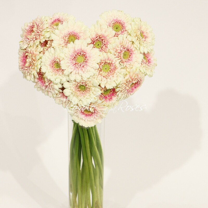 Bouquet coeur, germini saumon, 2 tailles, avec ou sans vase