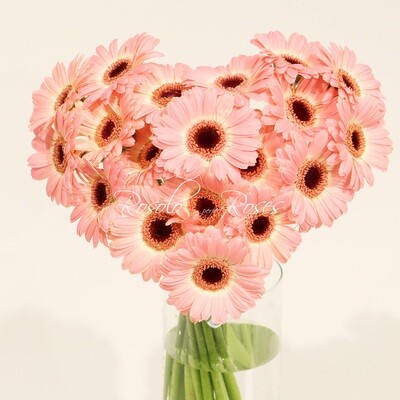 Bouquets cœur / germini