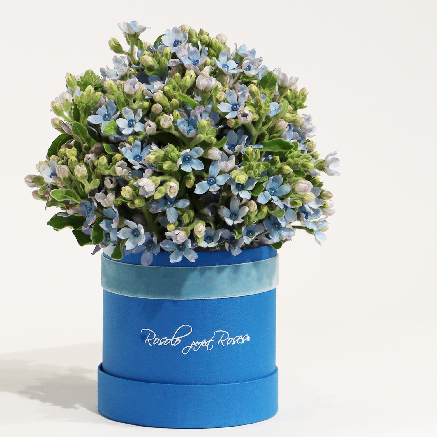 Belle boîte bleue "Oxipetalum"