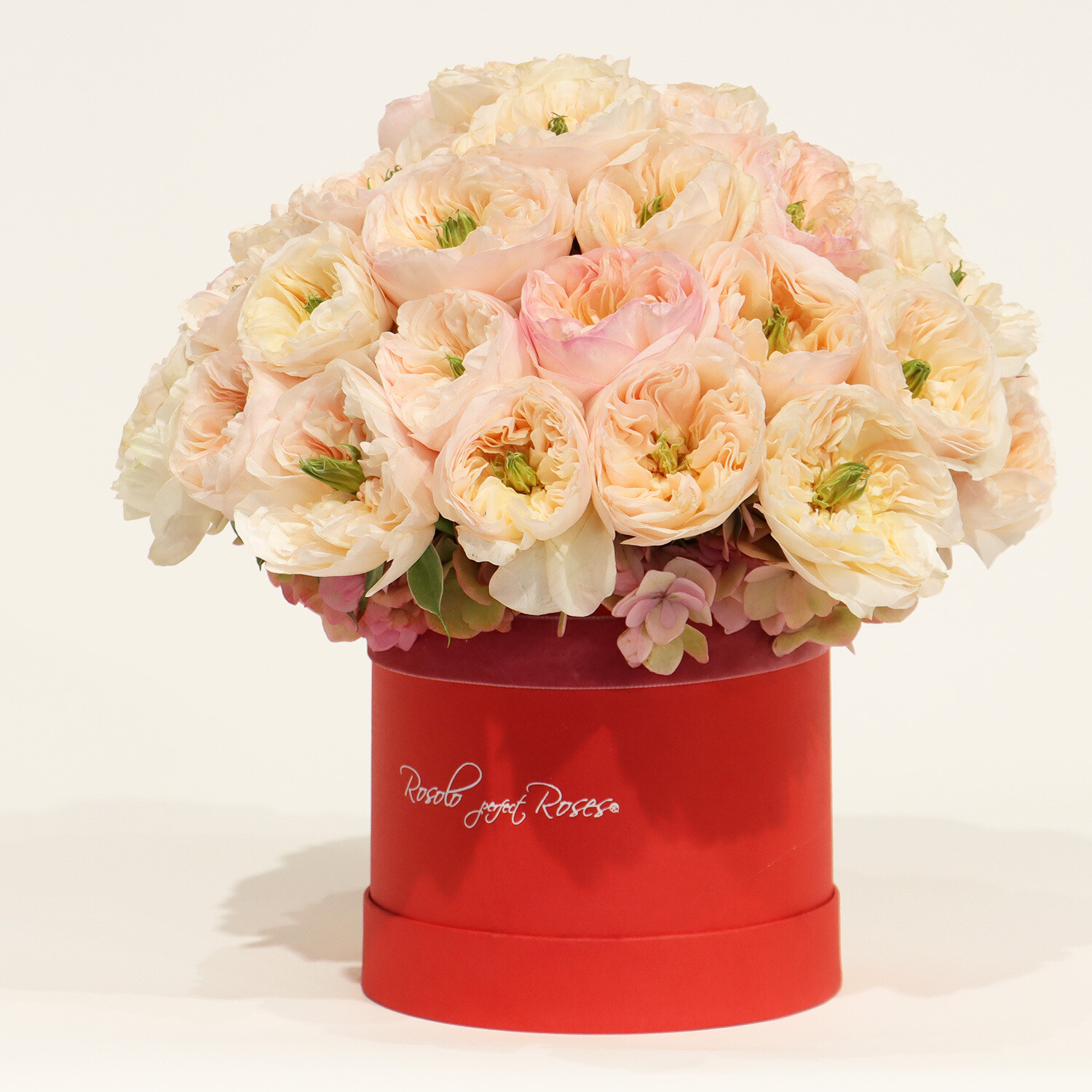 Belle boîte grandes Roses de Jardin, couleurs douces