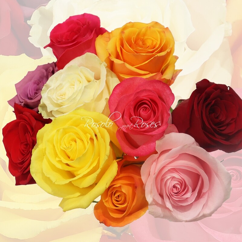 AVANTAGEUX: Roses 50-60 cm, couleur et nombre à choix