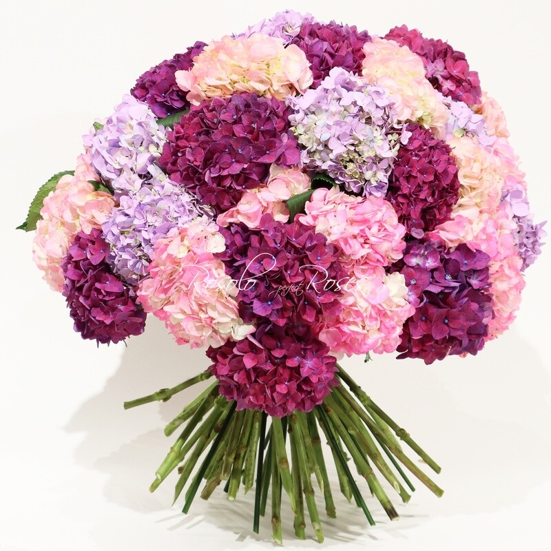 Splendeur Hortensias