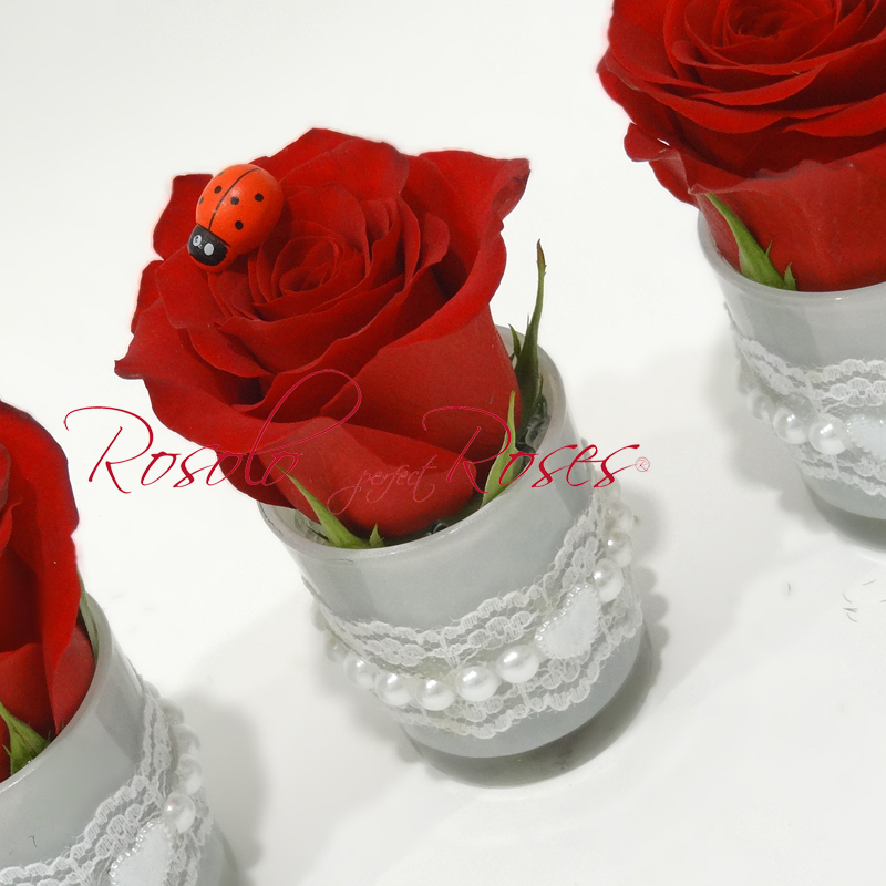 Une superbe rose rouge dans un joli verre, témoigne l'amour et le bonheur