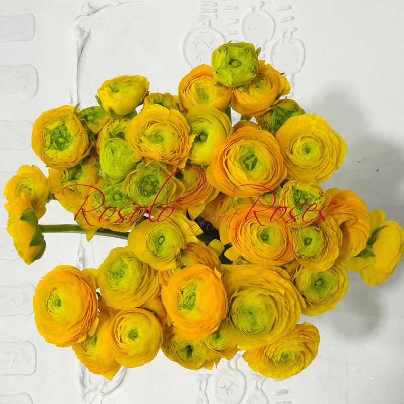 Magnifiques renoncules en jaune ou orange, Taille: moyen