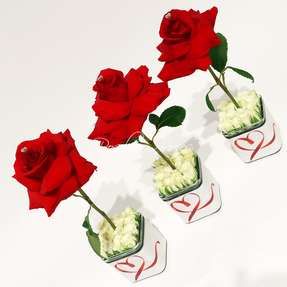 Rose splendide, petite composition, grande surprise