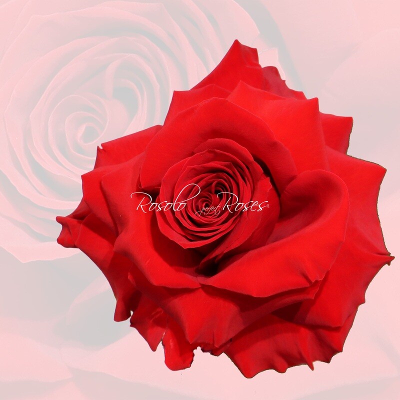 Belle Rose "Freedom perfection"