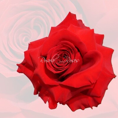 Belle Rose "Freedom perfection"