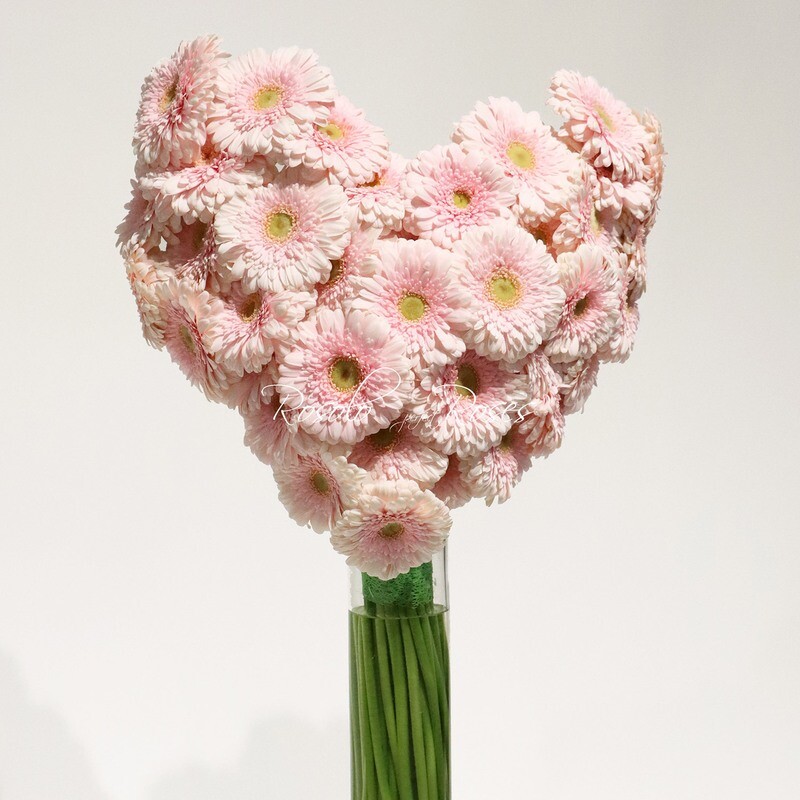Gerberas, rose claire, bouquet en forme de cœur