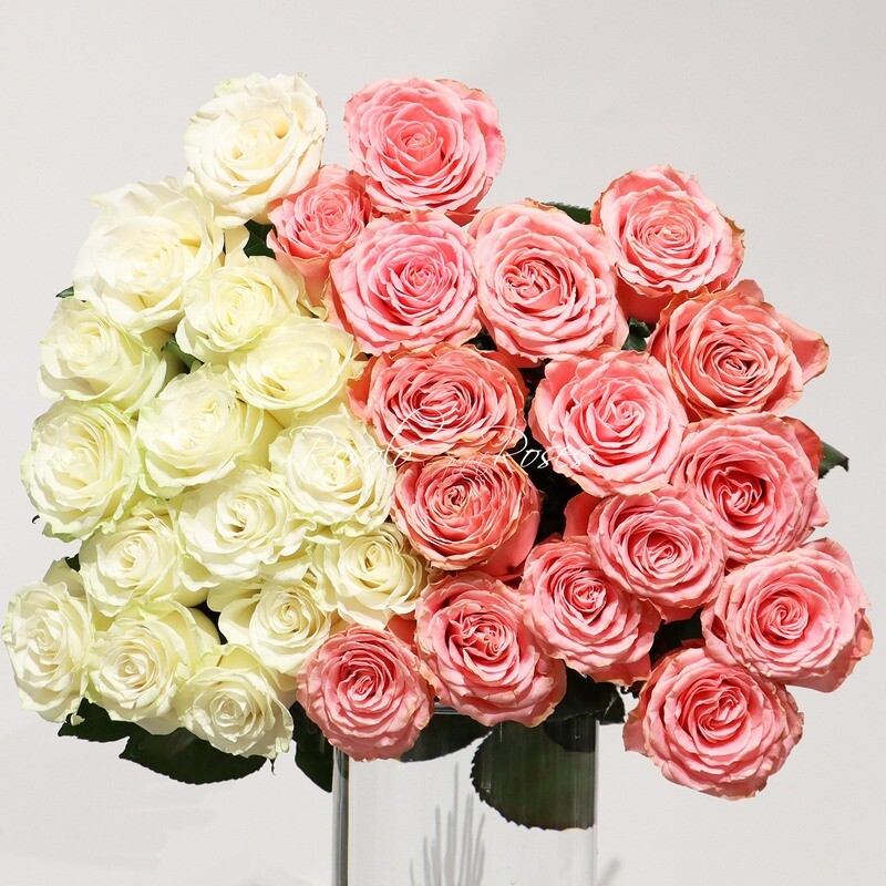 Moitié-moitié, grandes roses en rose et blanc