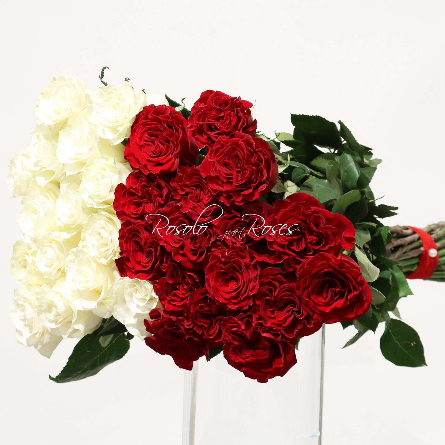 Moitié-moitié, grandes roses en rouge et blanc