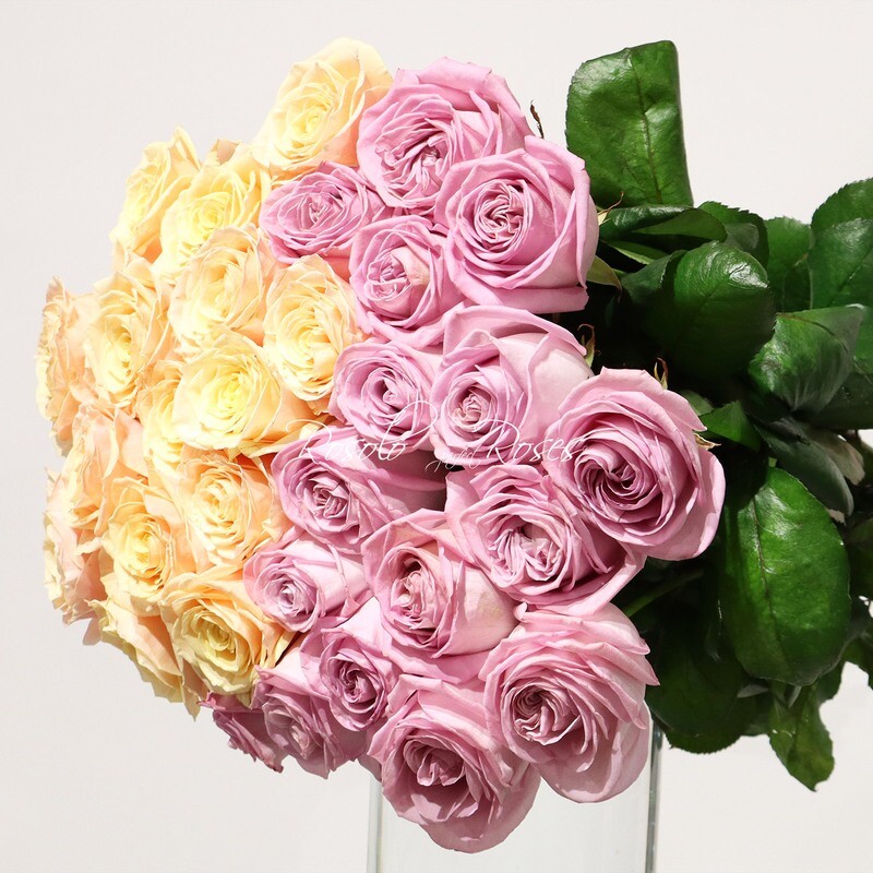 Moitié-moitié, grandes roses en mauve et saumon