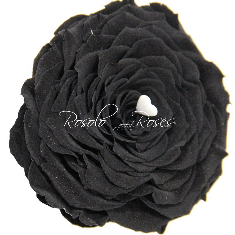 Rose noire