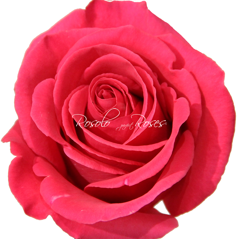 Rose "Pink-Floyd"