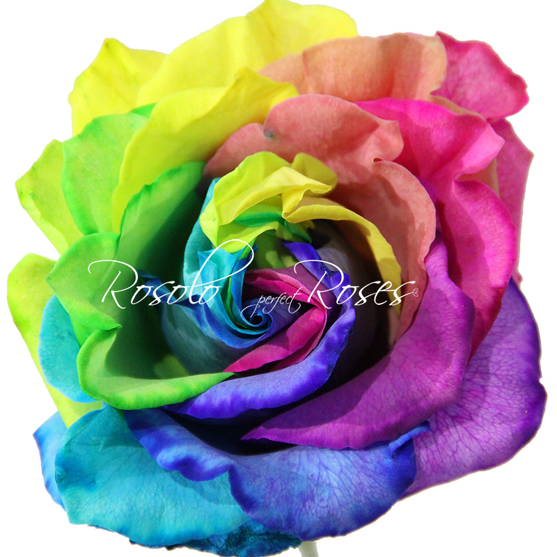 Rose "Rainbow"