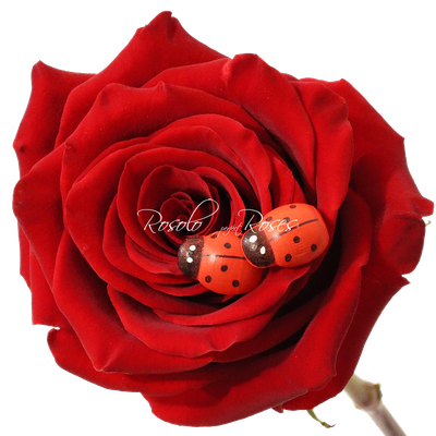 Grandes Roses fraîches
