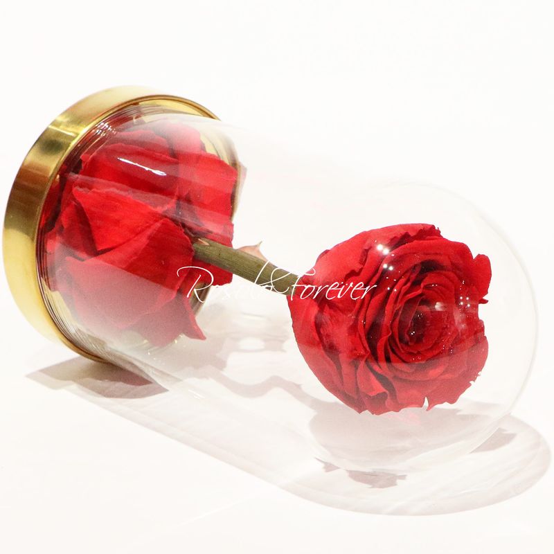 UNO: Belle rose éternelle, taille L ,sous cloche