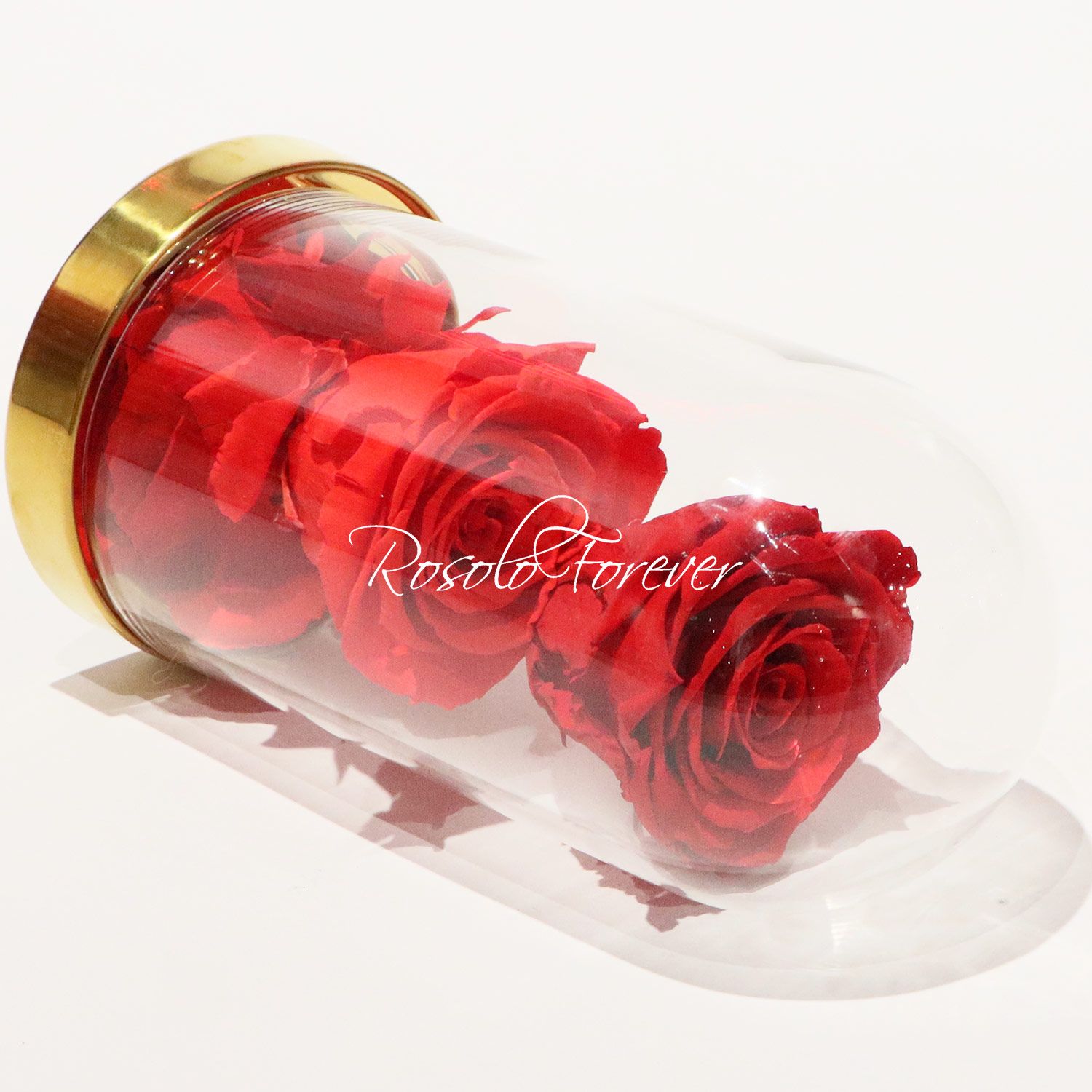 DUO:  2 belles roses éternelles, taille L ,sous cloche