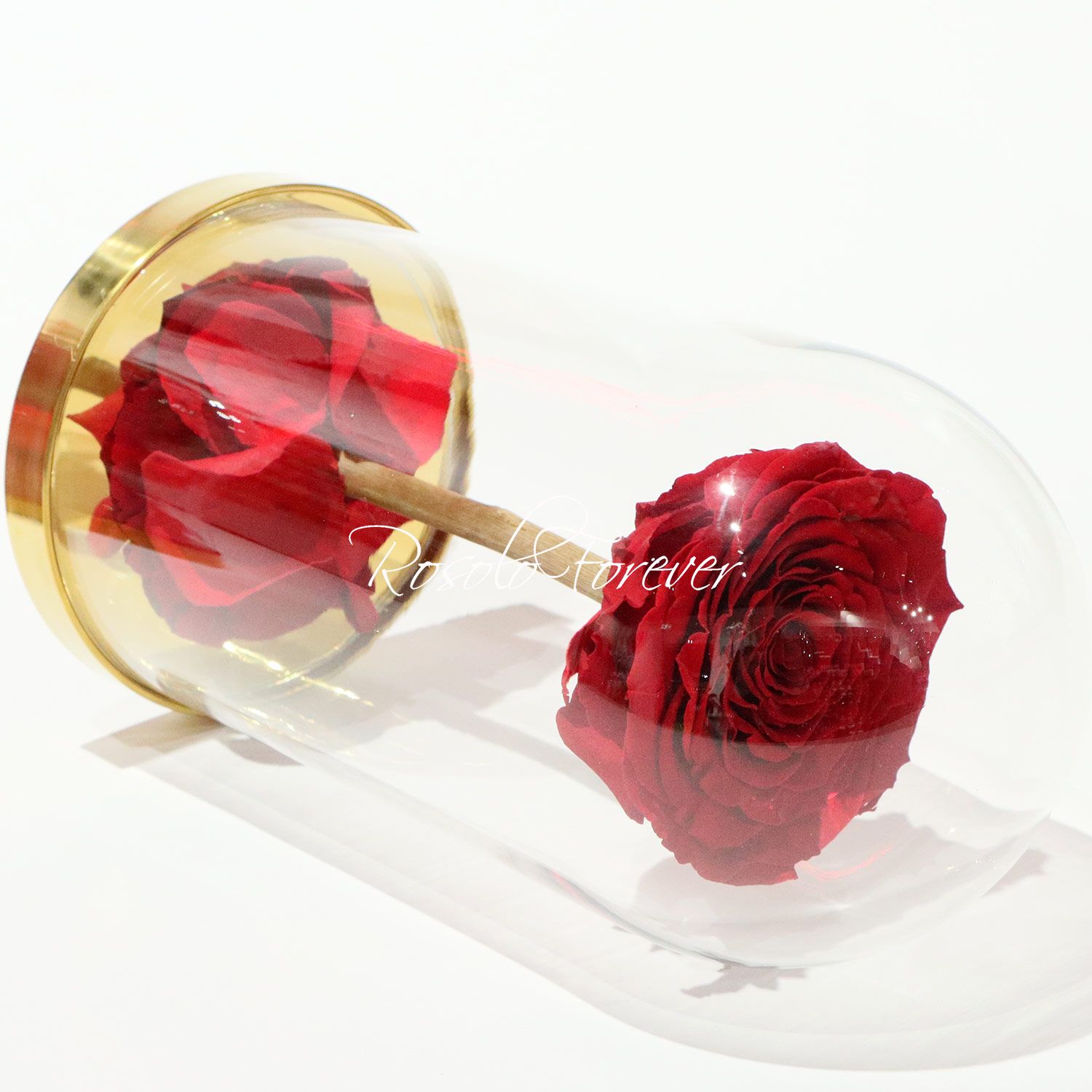 UNO: Belle rose éternelle, taille XL ,sous cloche