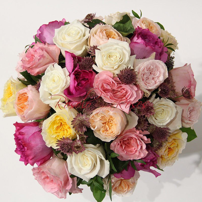 GARDEN ROSES: superbes roses, couleurs mélangées