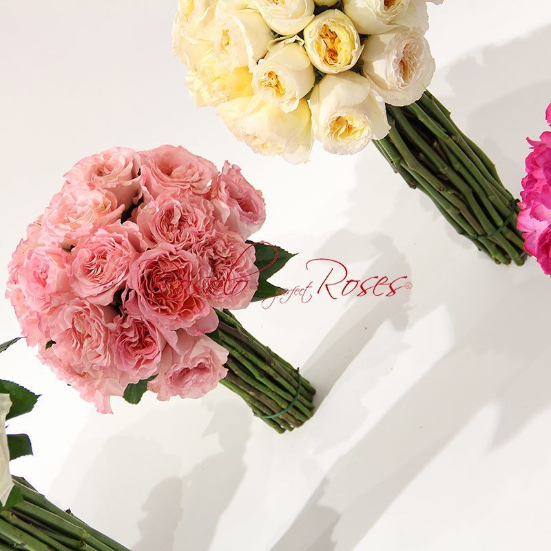 GARDEN ROSES: romantique, couleurs pastelles