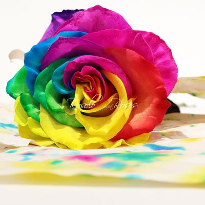 TEINTÉE: Rose spéciale "Rainbow"