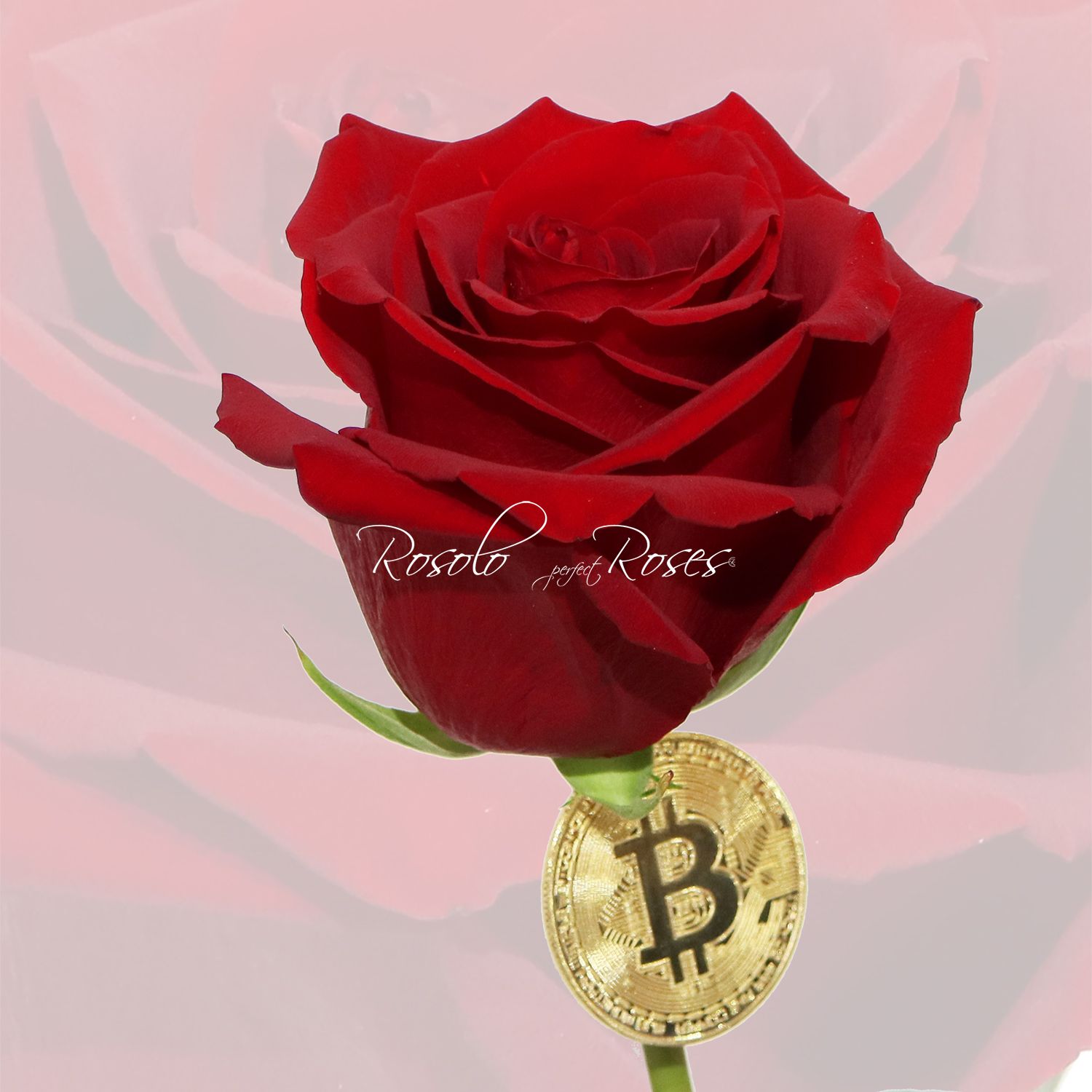 Rose somptueuse avec une pièce prometteuse...