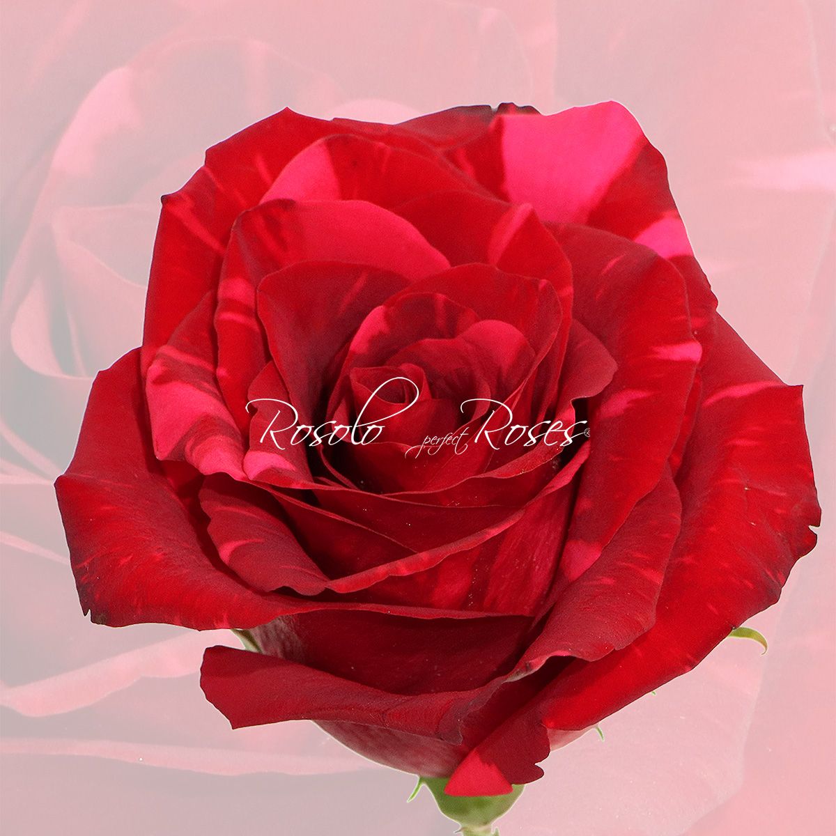 Grande Rose "Red Panther"