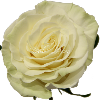 Rose "Mondial"