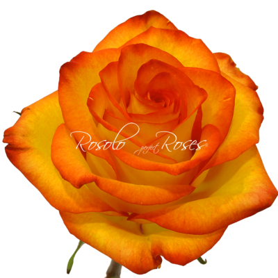 Rose "High Magic"