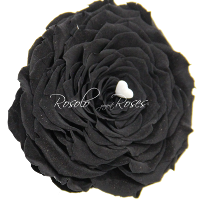Rose noire "Black Giant"
