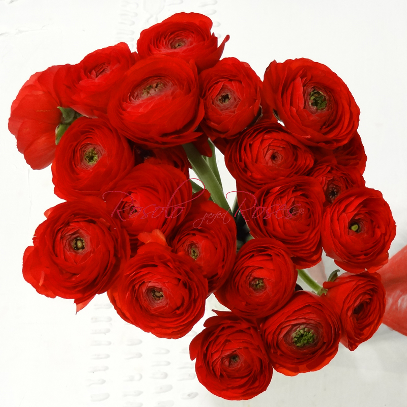 Magnifiques renoncules en rouge