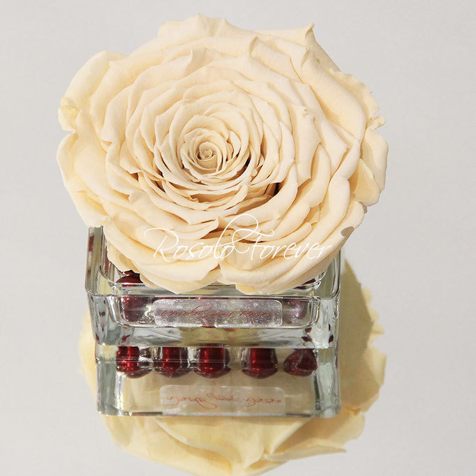 Une grande rose stabilisée en blanc dans une coupe carrée