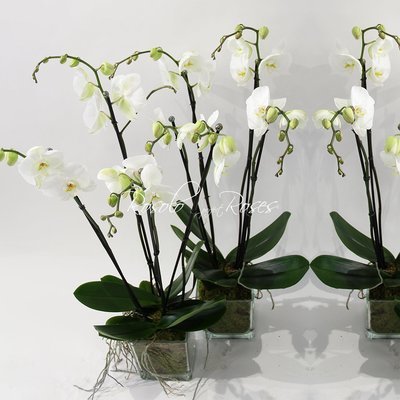 Grande orchidée en blanc dans un pot en verre, 4 tiges