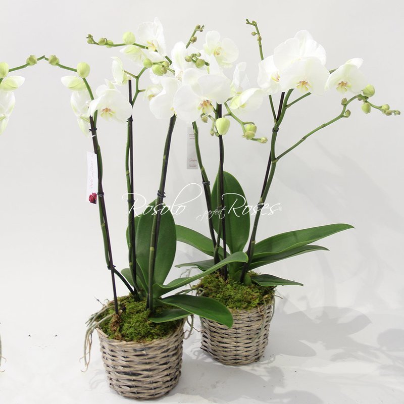 Belle orchidée en blanc dans un panier, 3 tiges