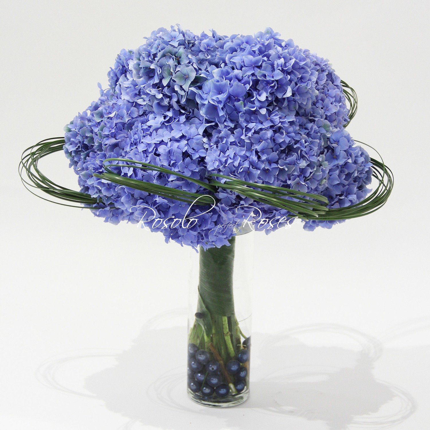 Beaux Hortensias en bleu, avec ou sans vase