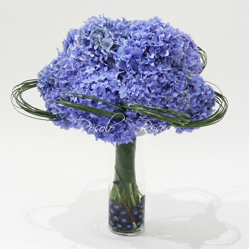 Beaux Hortensias en bleu, avec ou sans vase