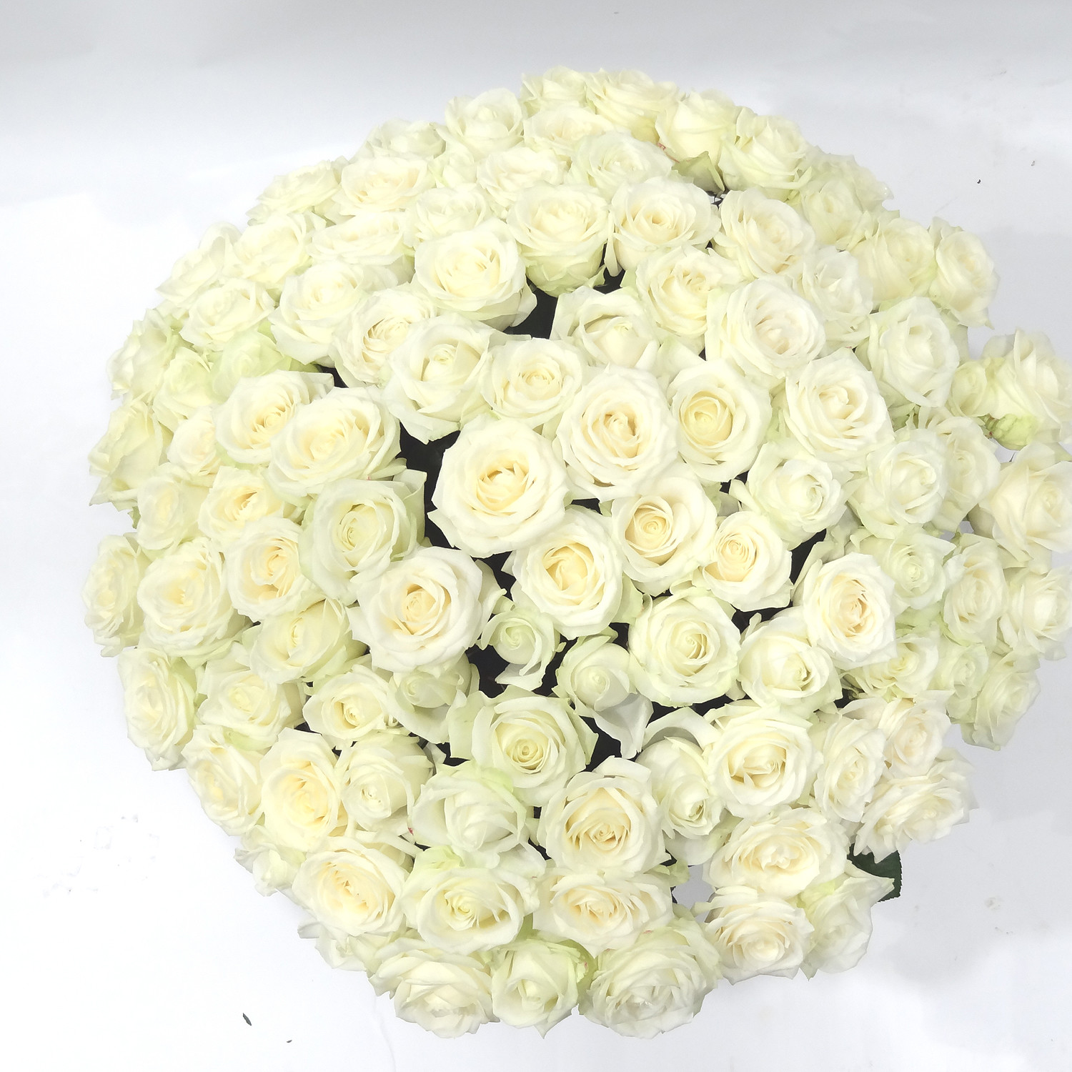 Coussin de roses blanches