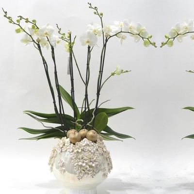 Superbe coupe avec belles grandes orchidées blanches