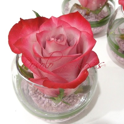 Belle rose mauve dans un vase