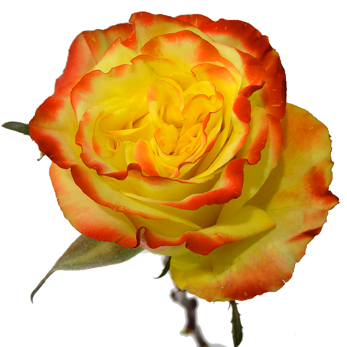 Rose "High &amp; Yellow"