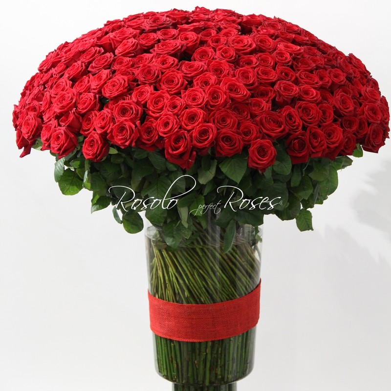 301 grandes roses rouges dans un beau vase en verre