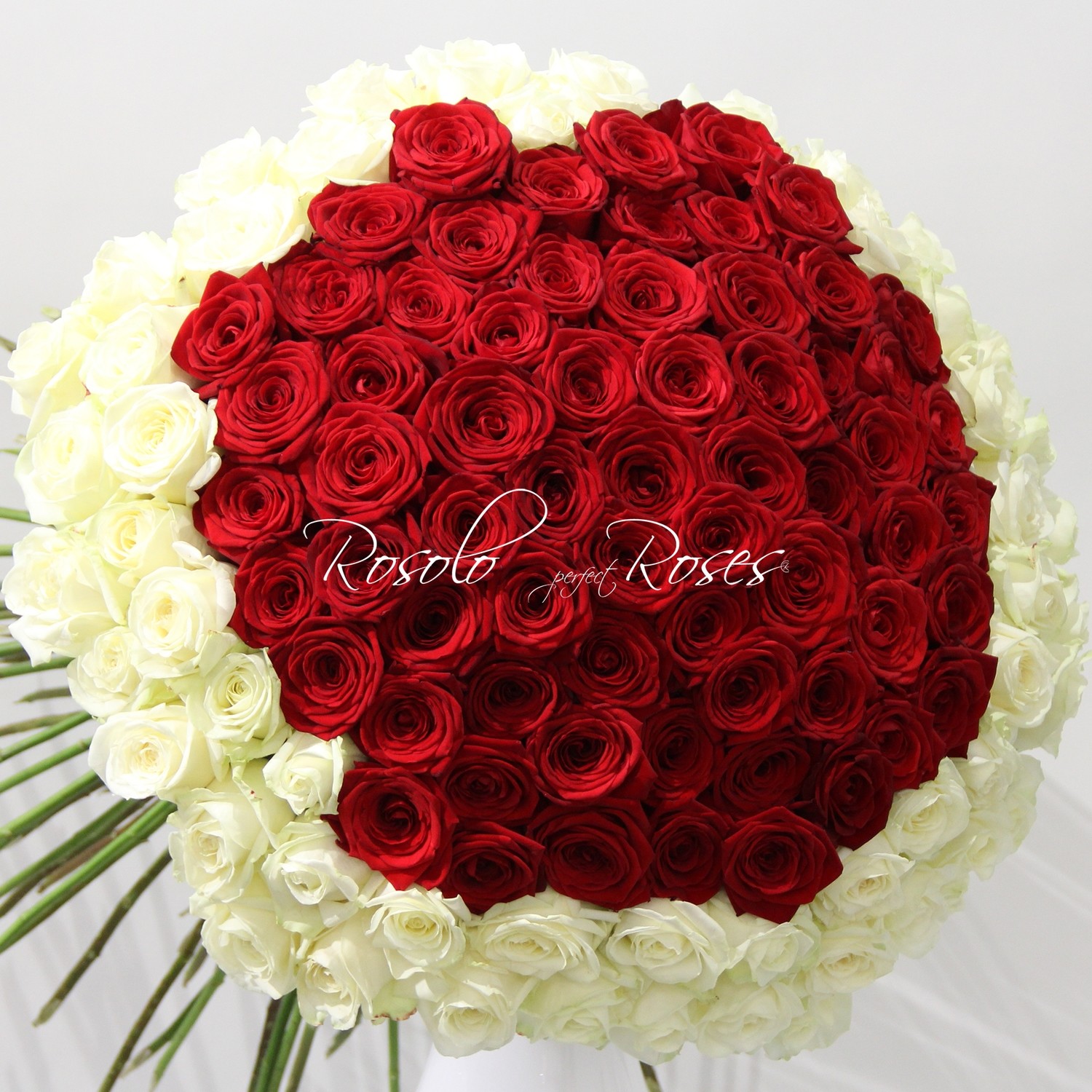 Grand bouquet de superbes roses rouges et blanches
