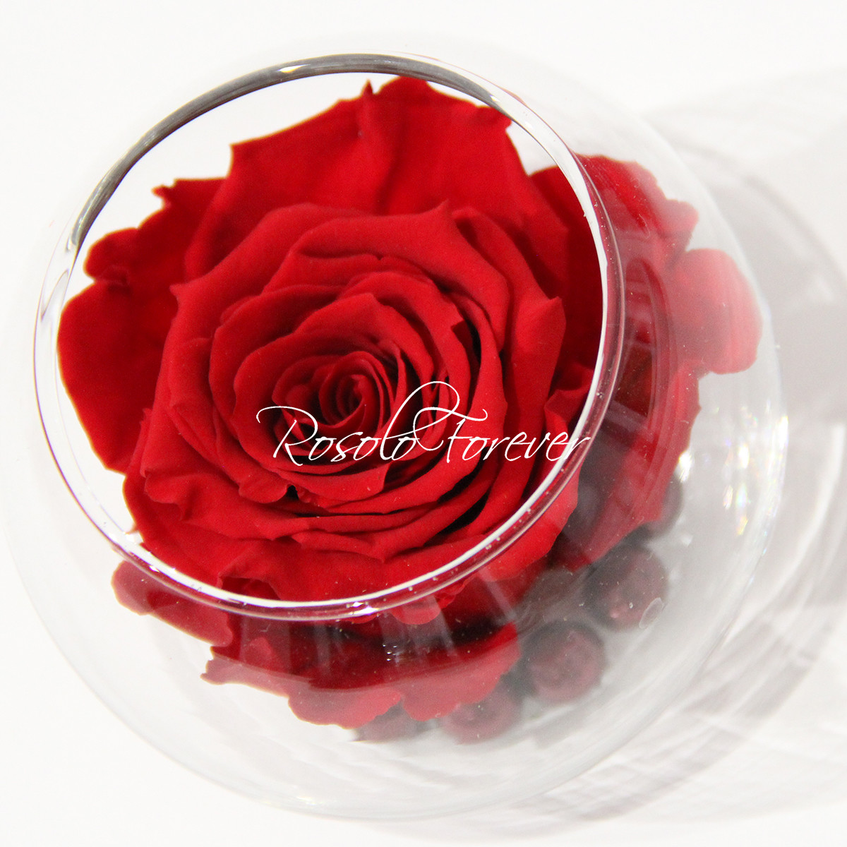 ROSOLO FOREVER: Belle rose dans un bocal / rouge vif