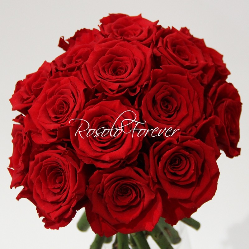 ROSOLO FOREVER: Bouquet de roses éternelles / 4 tailles différentes